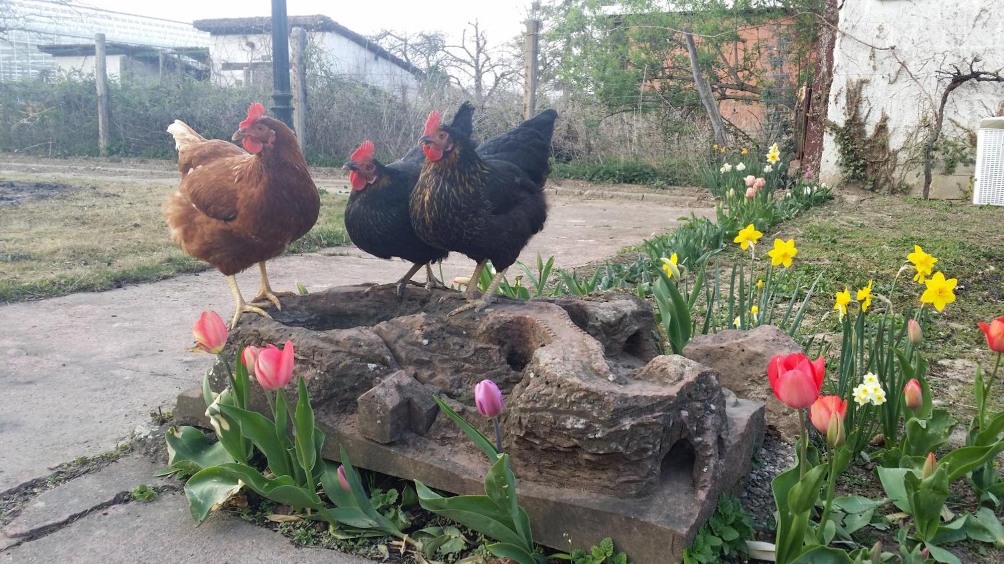 Petite Maison Alsacienne Dans Un Village Au Calme Niederroedern Esterno foto